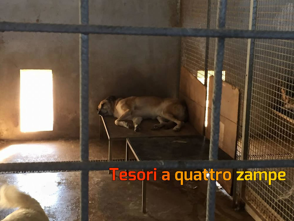cane_ugo4_raffy