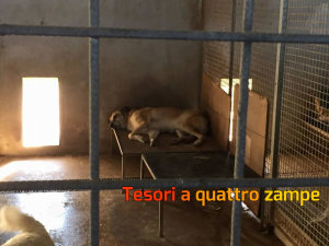 cane_ugo4_raffy