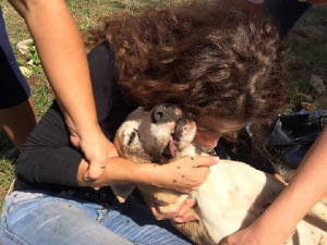 cane_veleno_degli_uomini_lucky