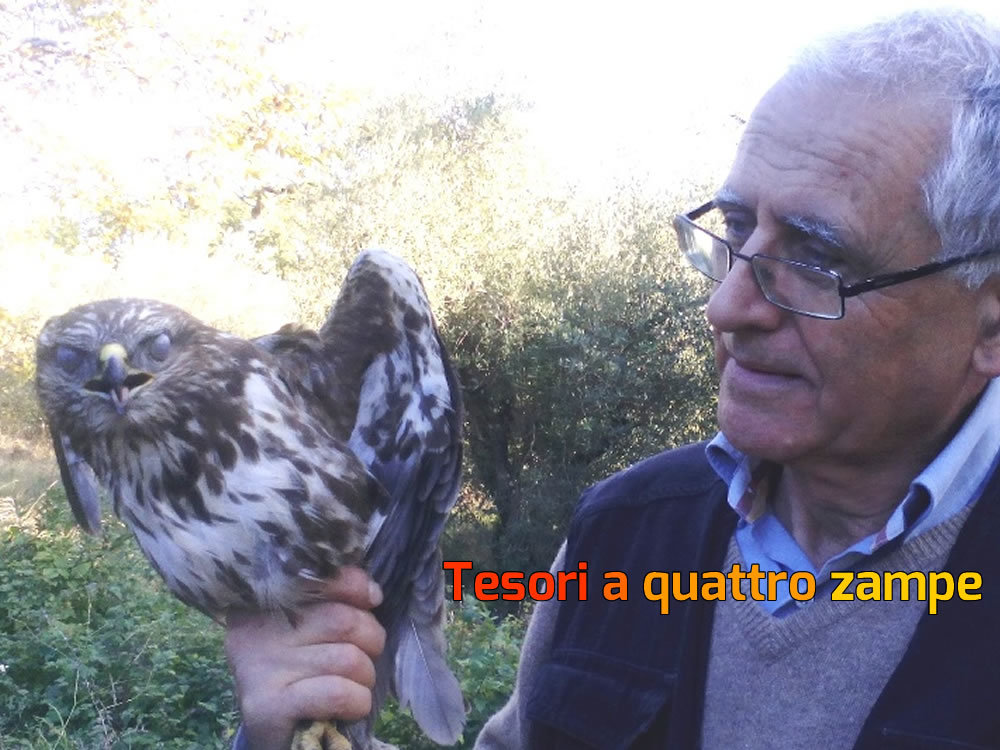 CFS_forestale_falco_poiana2