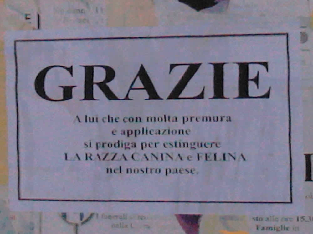 cane_akira_consuelo_filippi3