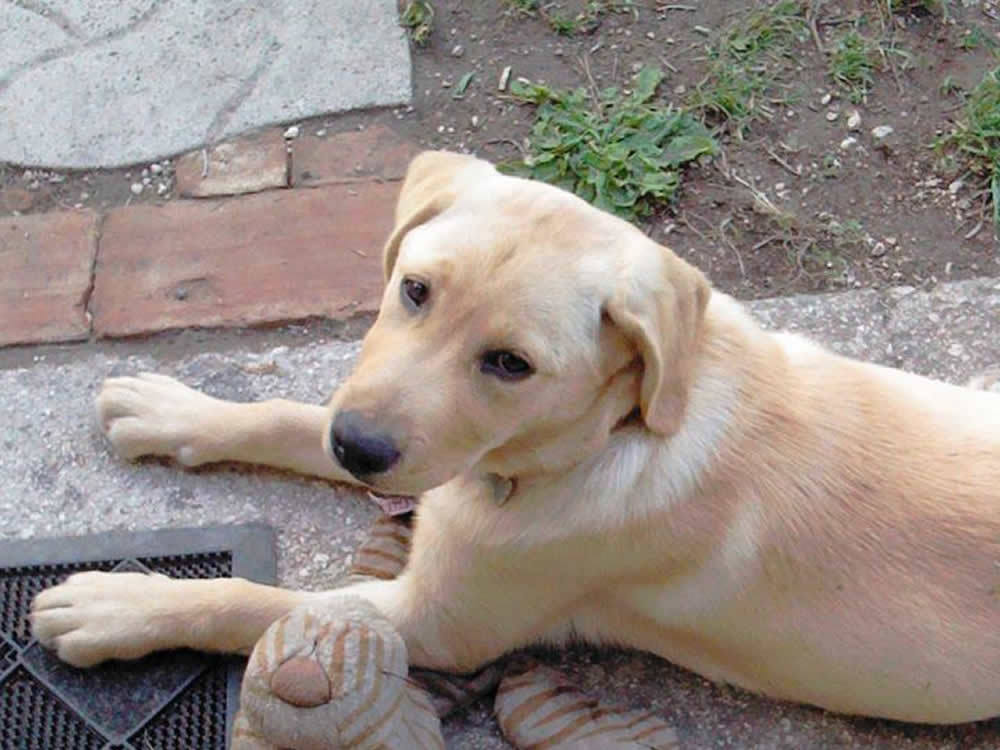 cane_akira_consuelo_filippi4
