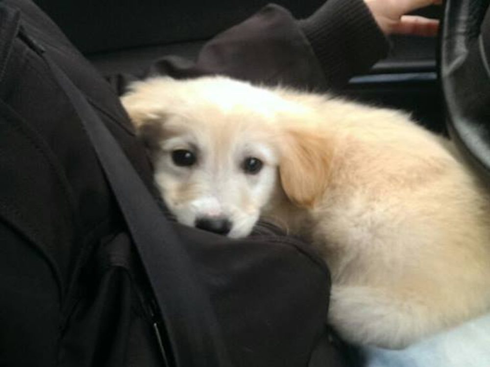 cane_alessandro_casanica_da_far_adottare3