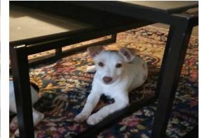 cane_artu_jack_russel_mtr