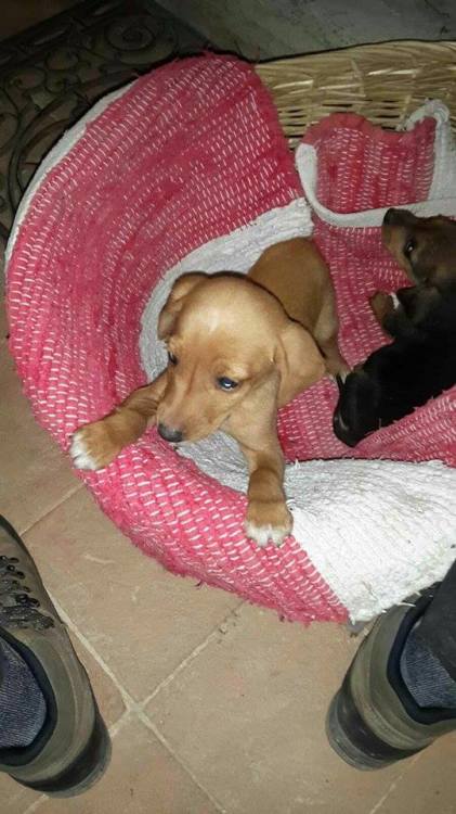 cane_cani_cuccioli_roberto_guidobaldi_riserva_dei_laghi2