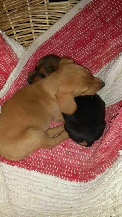 cane_cani_cuccioli_roberto_guidobaldi_riserva_dei_laghi3