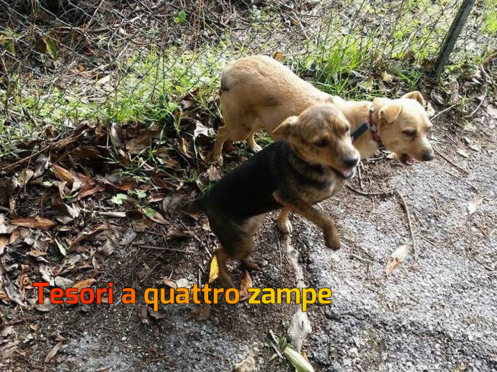 cane_cani_via_salaria_per_laquila_alexandra_haller