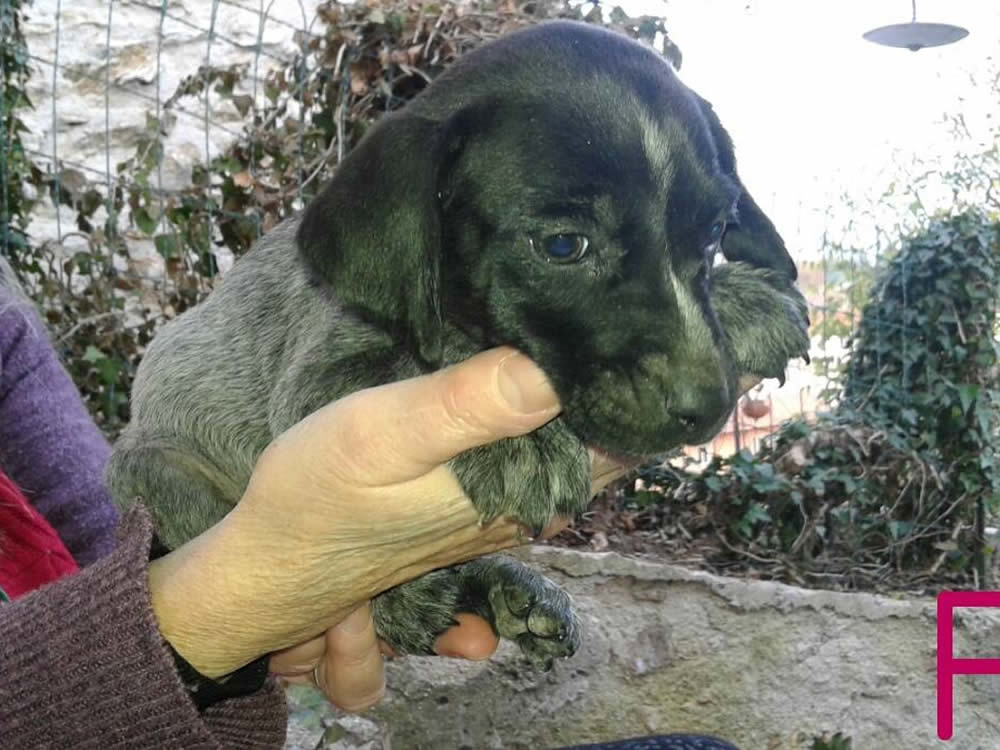 cane_cgnolina_velino_adottata