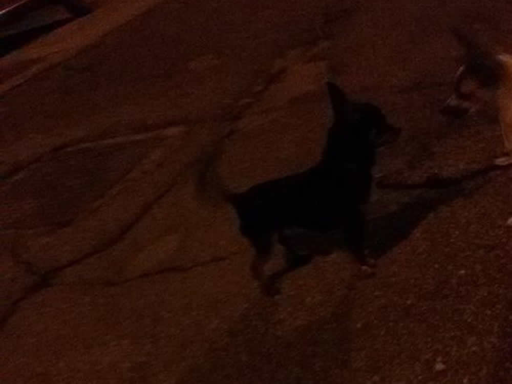 Avvistato Chihuahua o simile questa sera a Quattro Strade. Forse si è smarrito