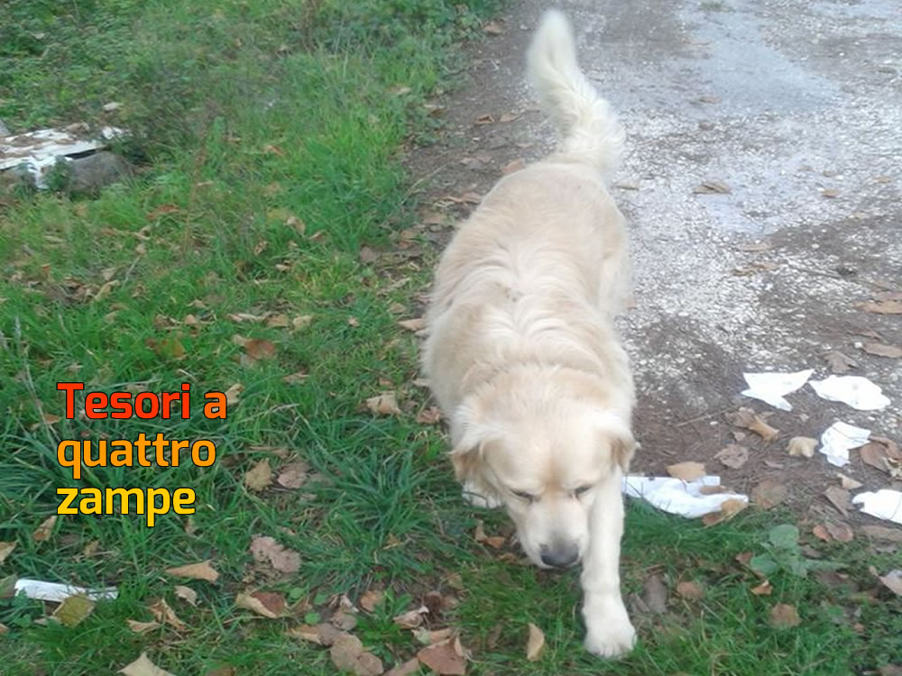 Avvistato a Rieti zona Cimitero. Chi lo riconosce?