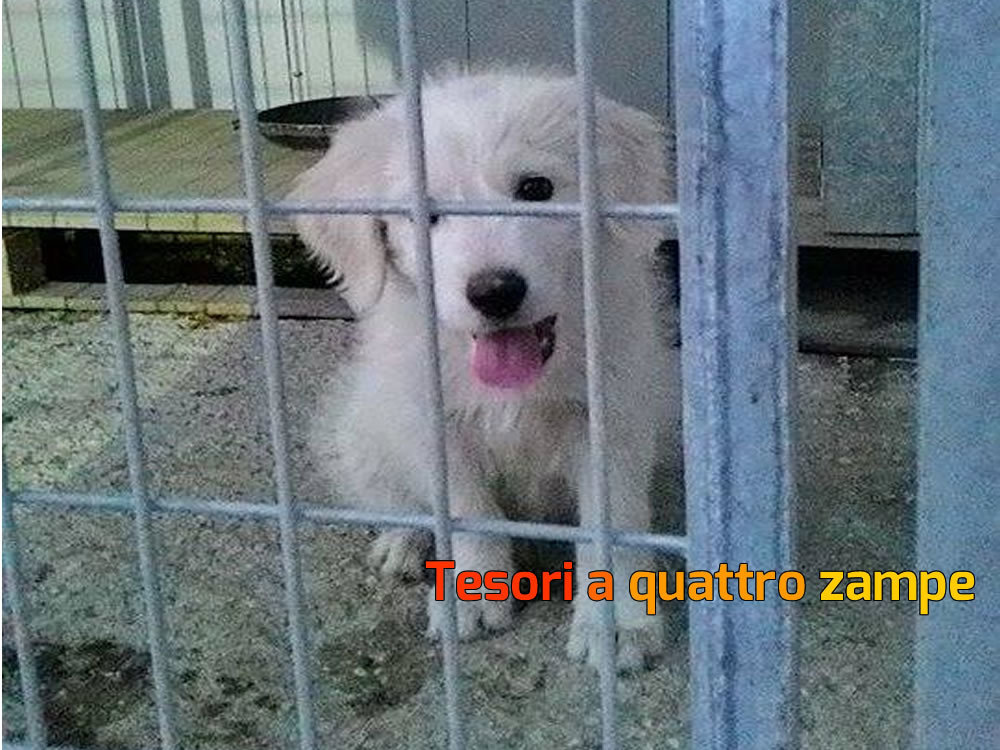 cane_cucciola_maremmano_canile_sanitario2_adf