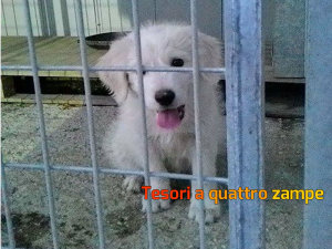 cane_cucciola_maremmano_canile_sanitario2_adf