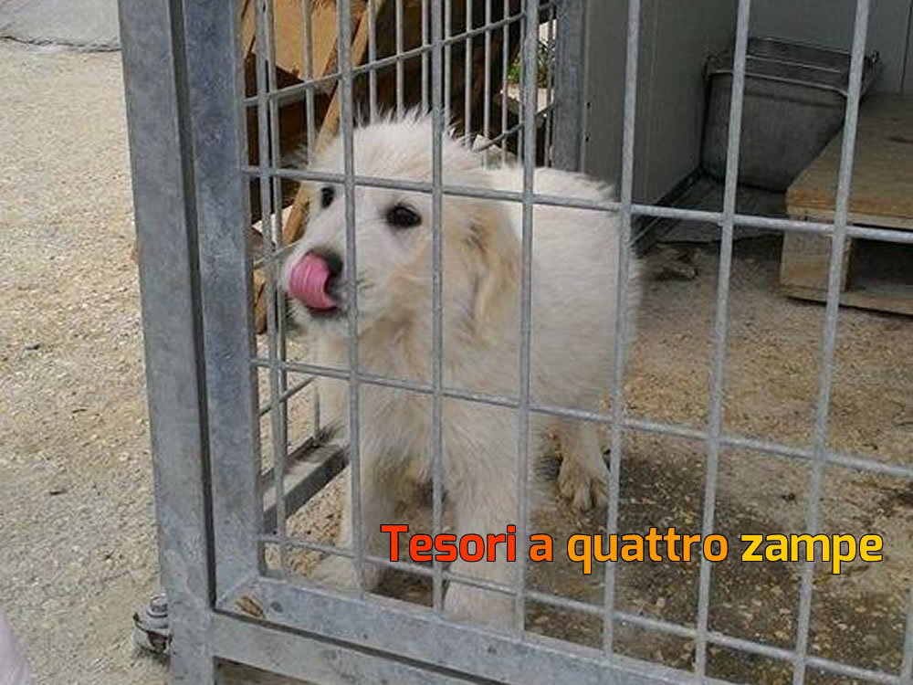 cane_cucciola_maremmano_canile_sanitario_adf