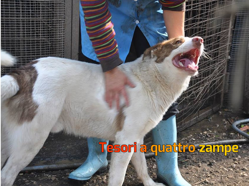 cane_fabio_imma_mirto2