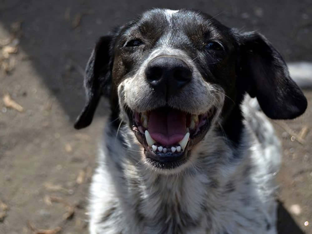 Sono Lola, cerco una famiglia e intanto me la rido alla faccia della tristezza