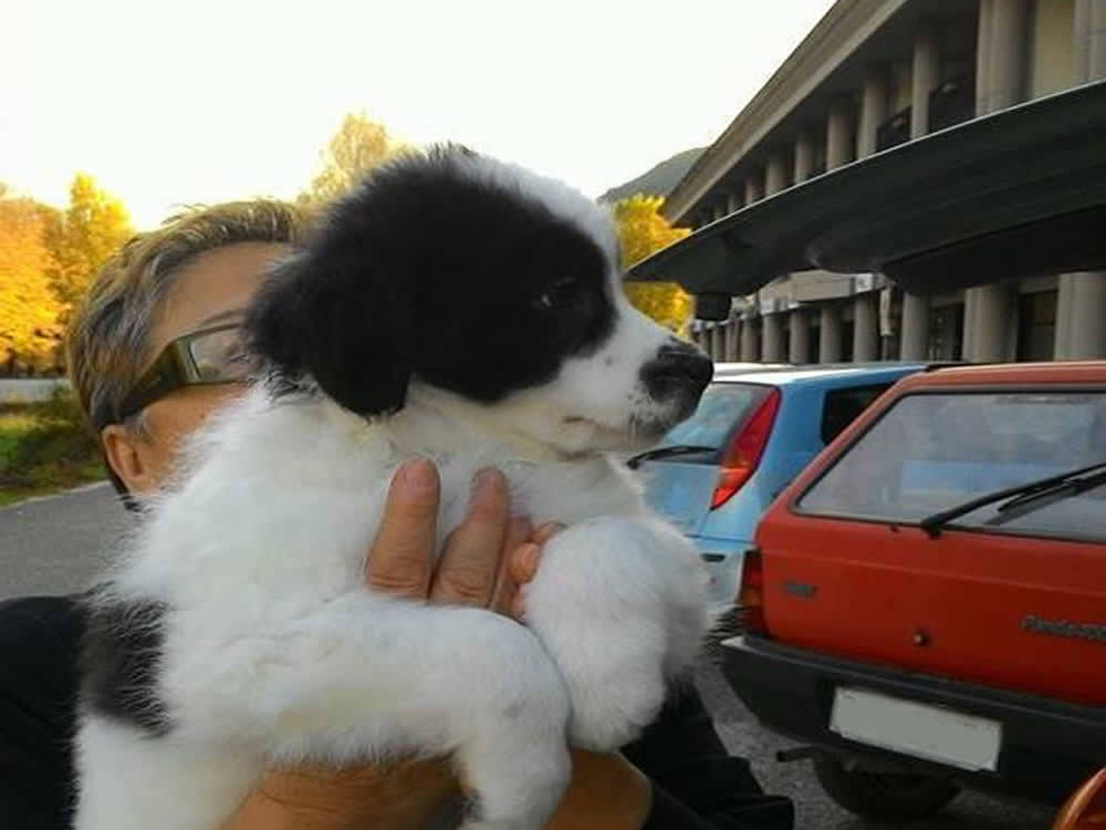 cane_macchia_adf