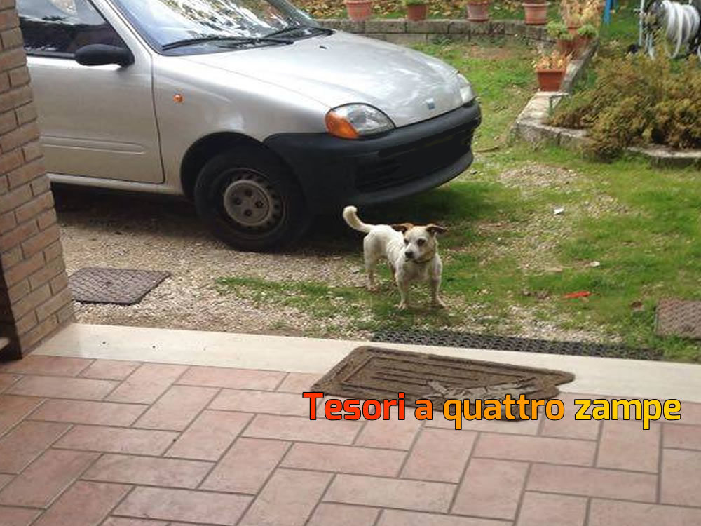 cane_martina_faraglia