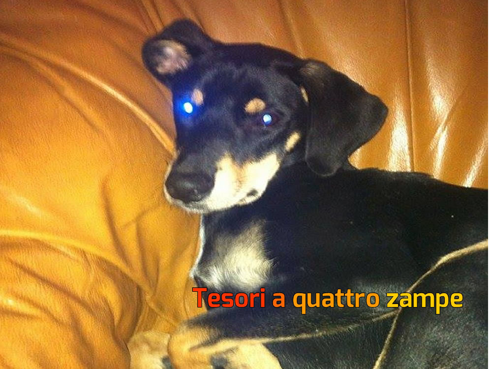 cane_maya_ostia2_erika_petrucci