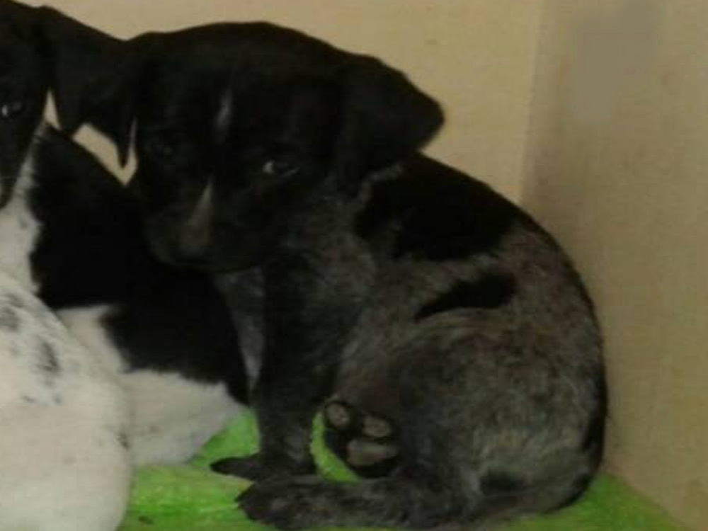 cane_seconda_femmina_velino_adottata