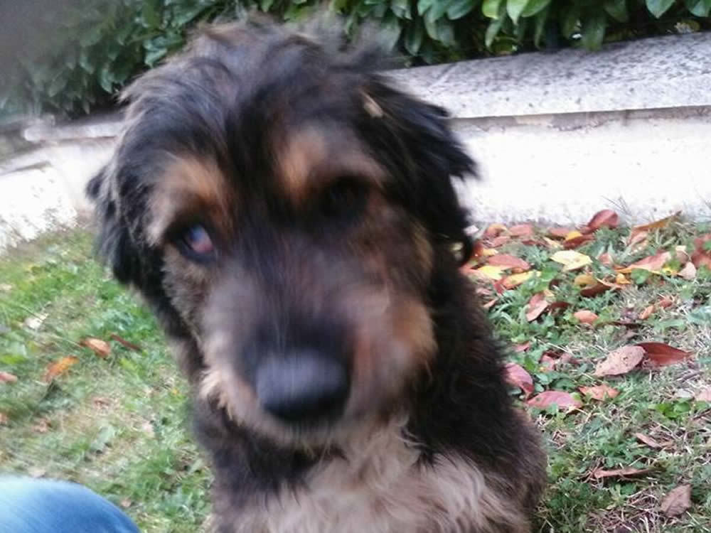 cane_terminillese_silvia_masci