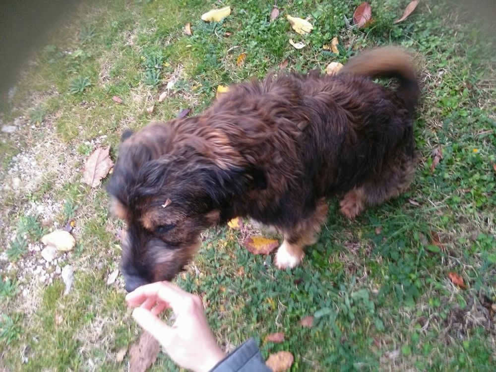 cane_terminillese_silvia_masci2