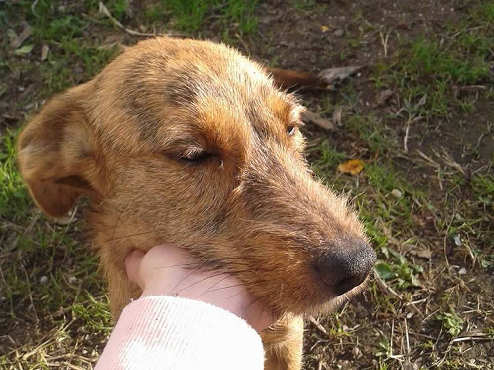 cane_torri_in_sabina_vanessa_spurio