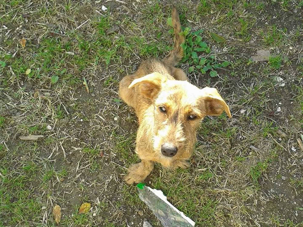 cane_torri_in_sabina_vanessa_spurio3