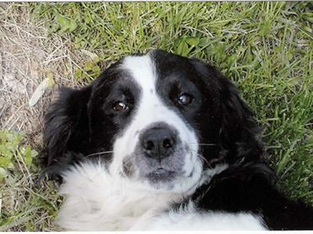 cane_tuono_guido_accascina2