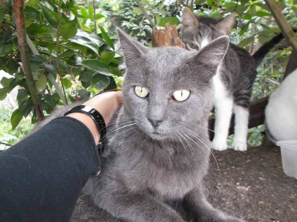 gatto_gigetto_anna_nardelli2