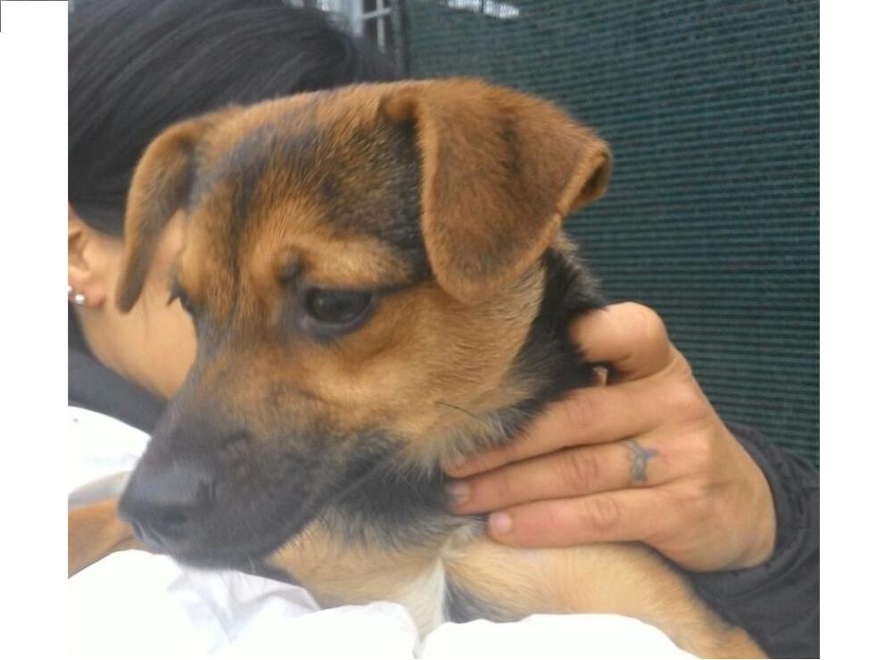 cane_cagnolina_vazia_adf