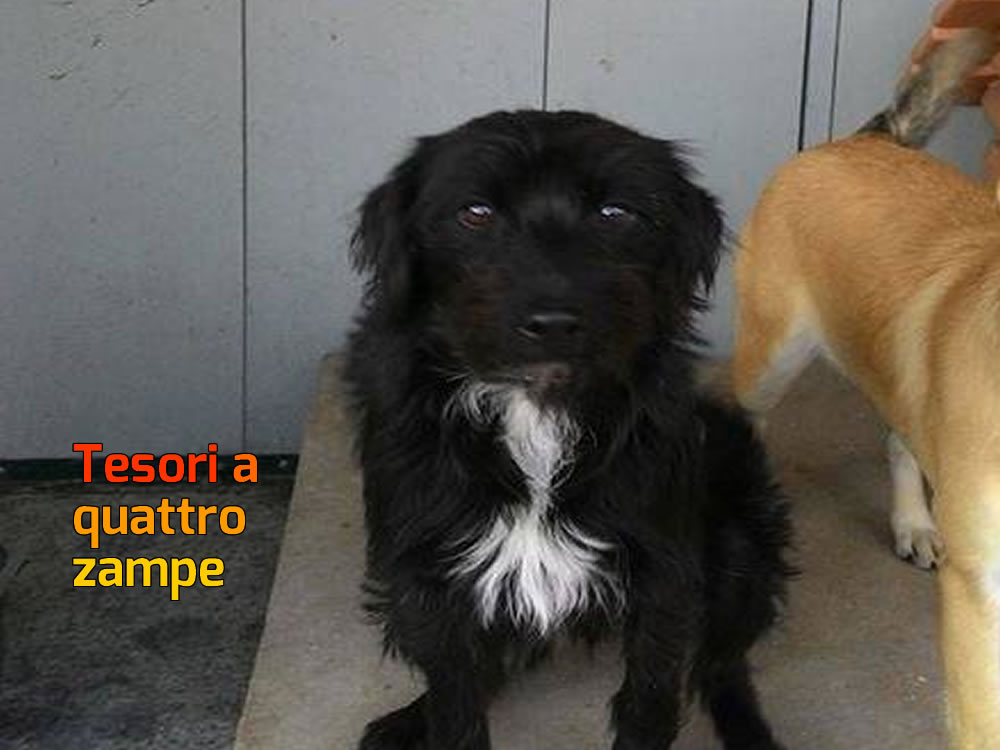 Dolcissima cagnolina nera aspetta che qualcuno la vada a prendere