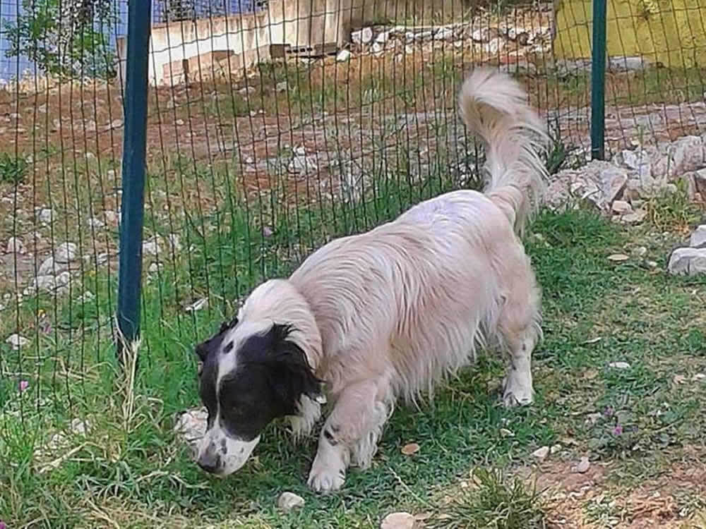 cane_fiocco_wwf_terni_mtr