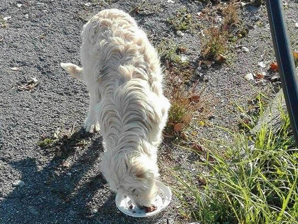 cane_maremmano_bianco_nuvola_santa_rufina_raffy2