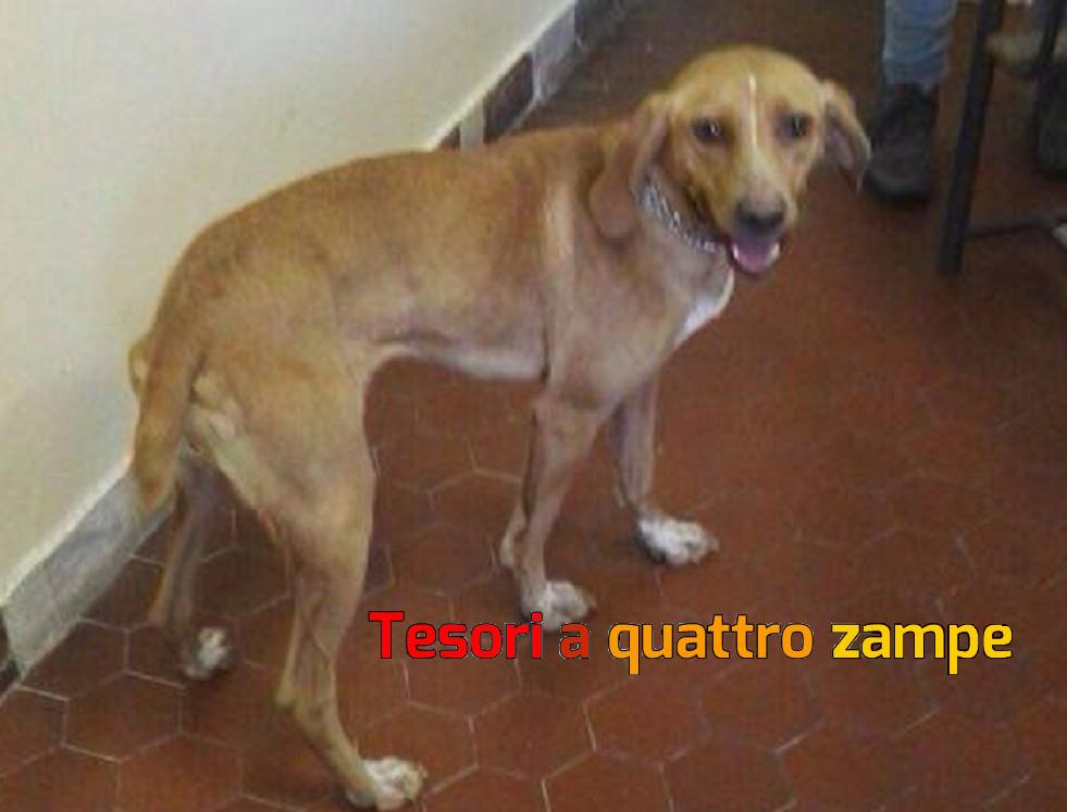 cane_scuola_magistrale_rieti_elena_battilocchi