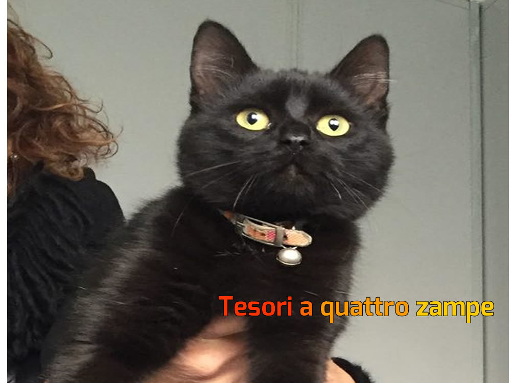 gatto_gatta_nera_bar_luwak_eleonora_grillotti