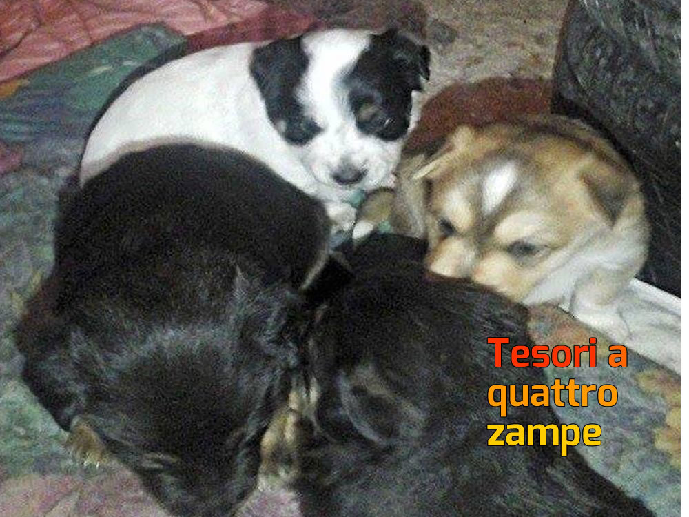 cane_cani_claudia_tiberti