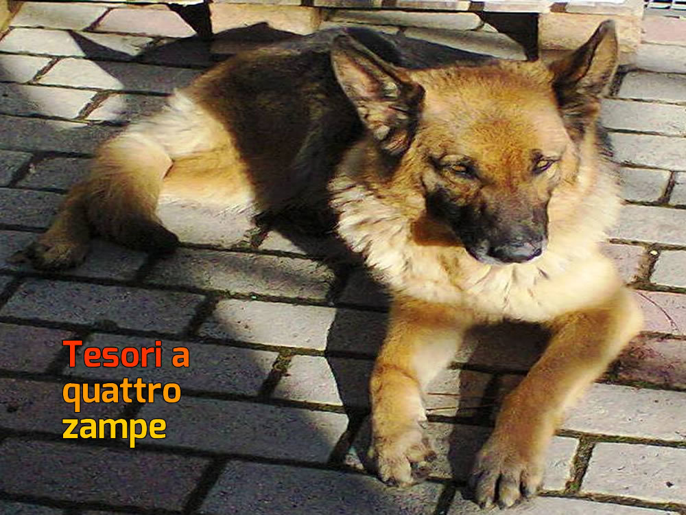 cane_cani_pastore_tedesco_smarriti_campoloniano2