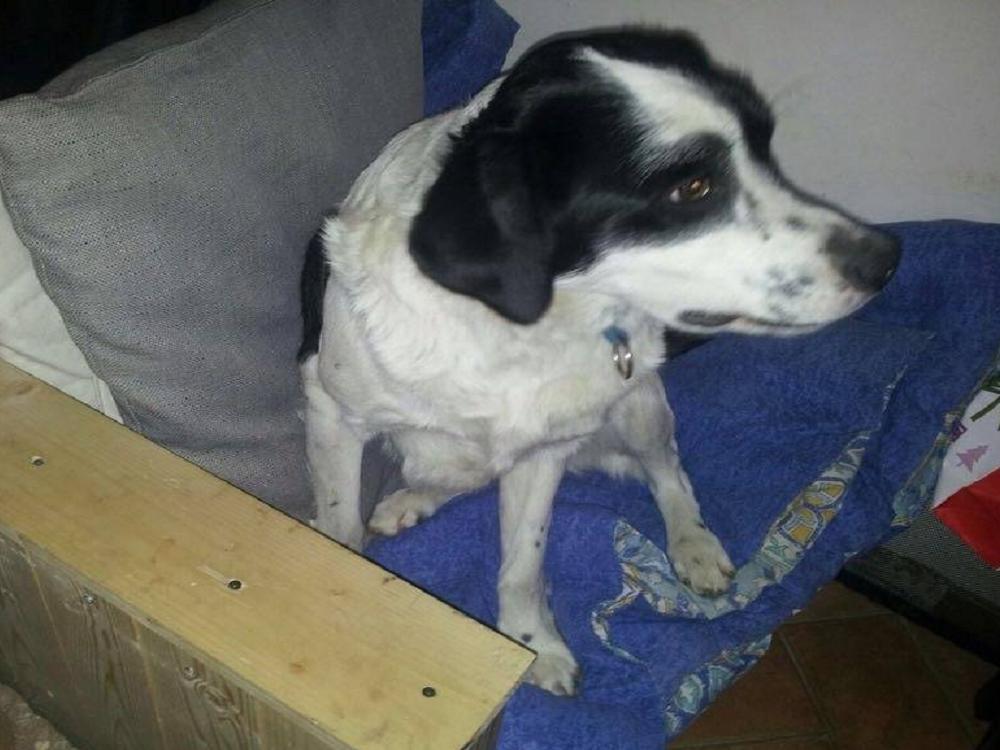 cane_chicco_zona_borgo_campomoro