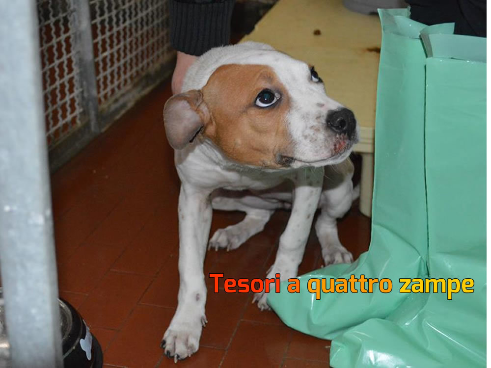 cane_cucciolo_pitbull2