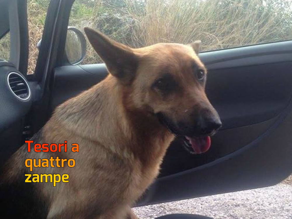 cane_femmina_pastore_tedesco_salaria_per_roma_adf