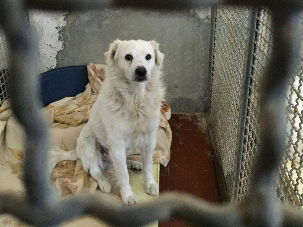 cane_maremmano_canile_sanitario_adottato2
