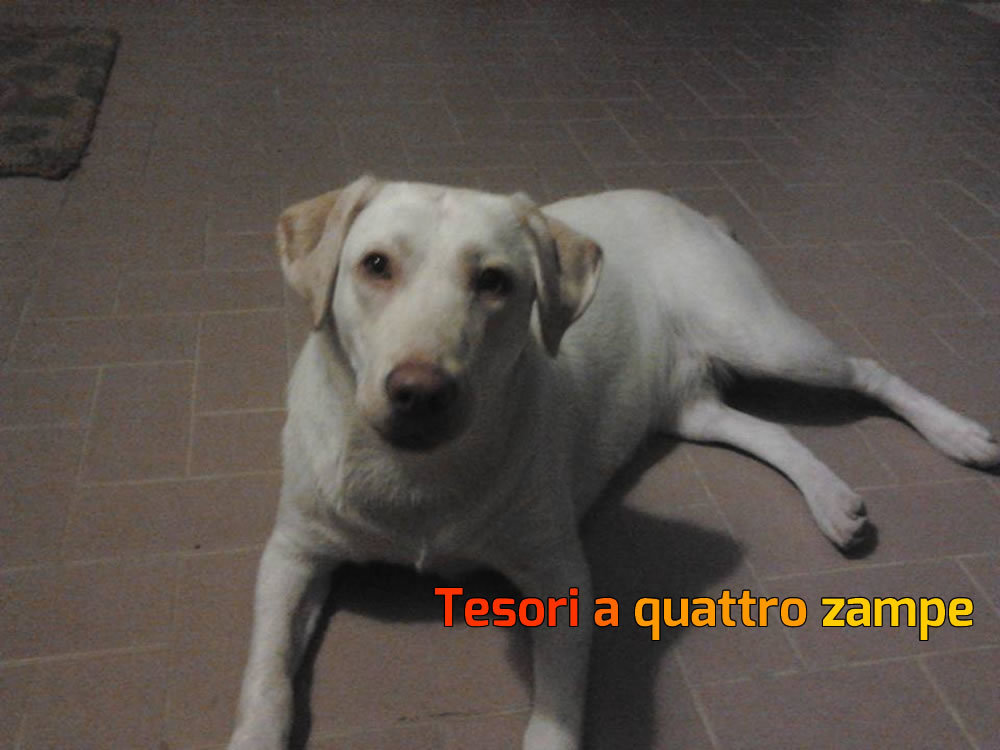 cane_smarrito_foresta_marusca_luzi2