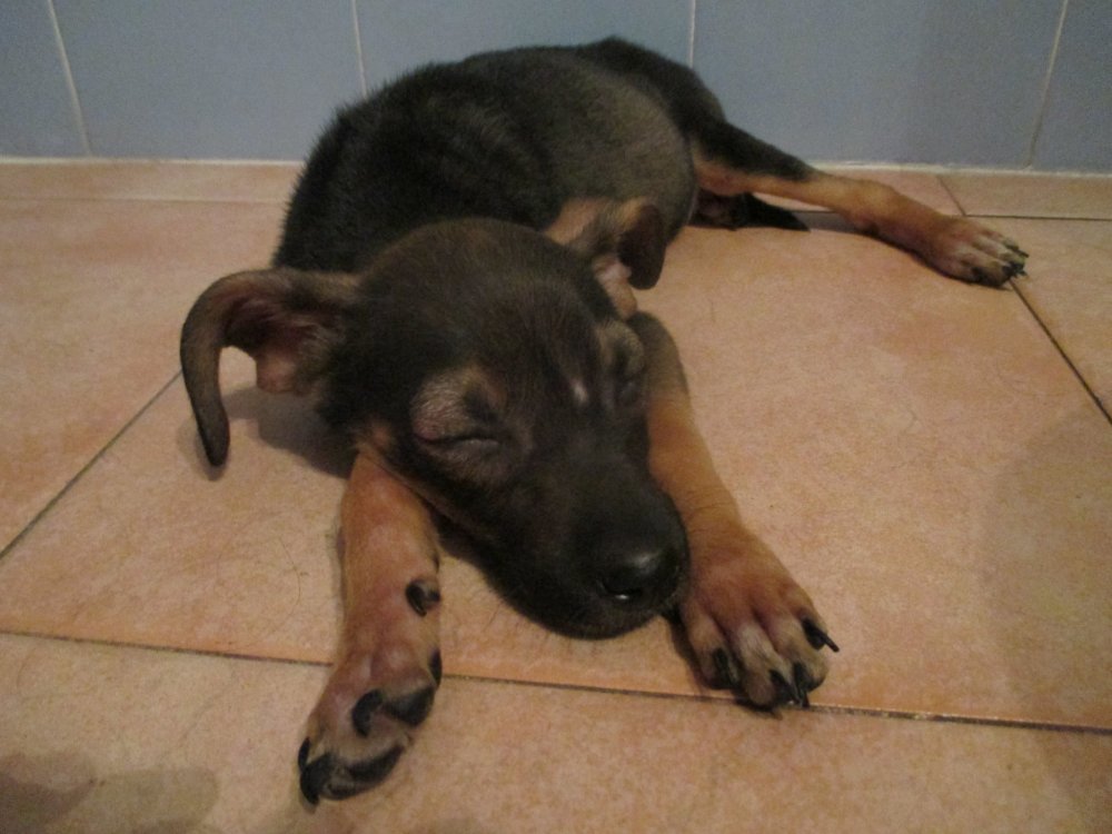 cane_thiago_maria_teresa_brunetti_raffy6