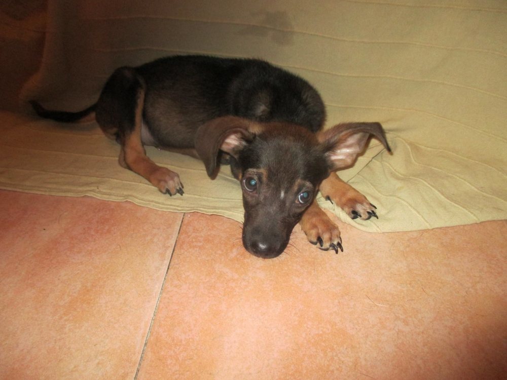 cane_thiago_maria_teresa_brunetti_raffy7