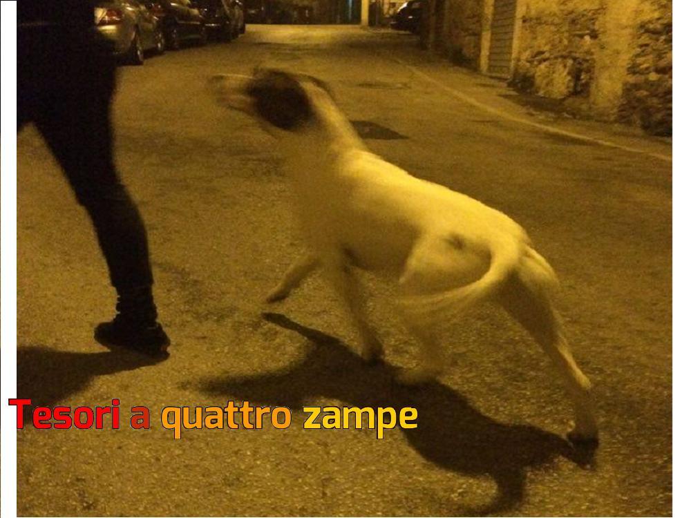 cane_via_garibaldi_lorenzo_bianchi2