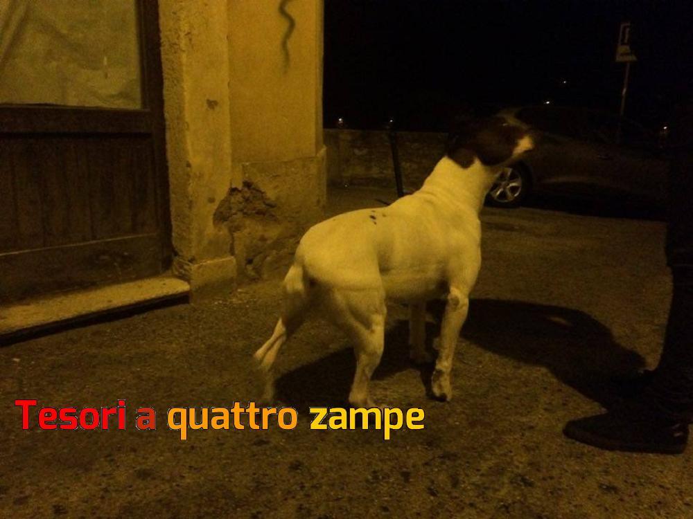 cane_via_garibaldi_lorenzo_bianchi3