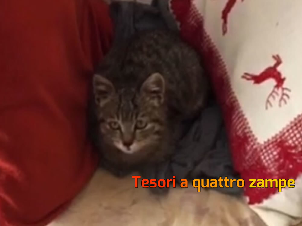 gatto_farsso_sabino_mtr2
