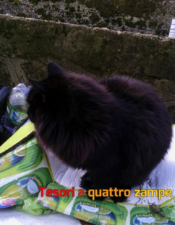 gatto_smeraldo_mtr2