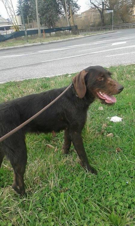 cane_bice_sanitario_adf3