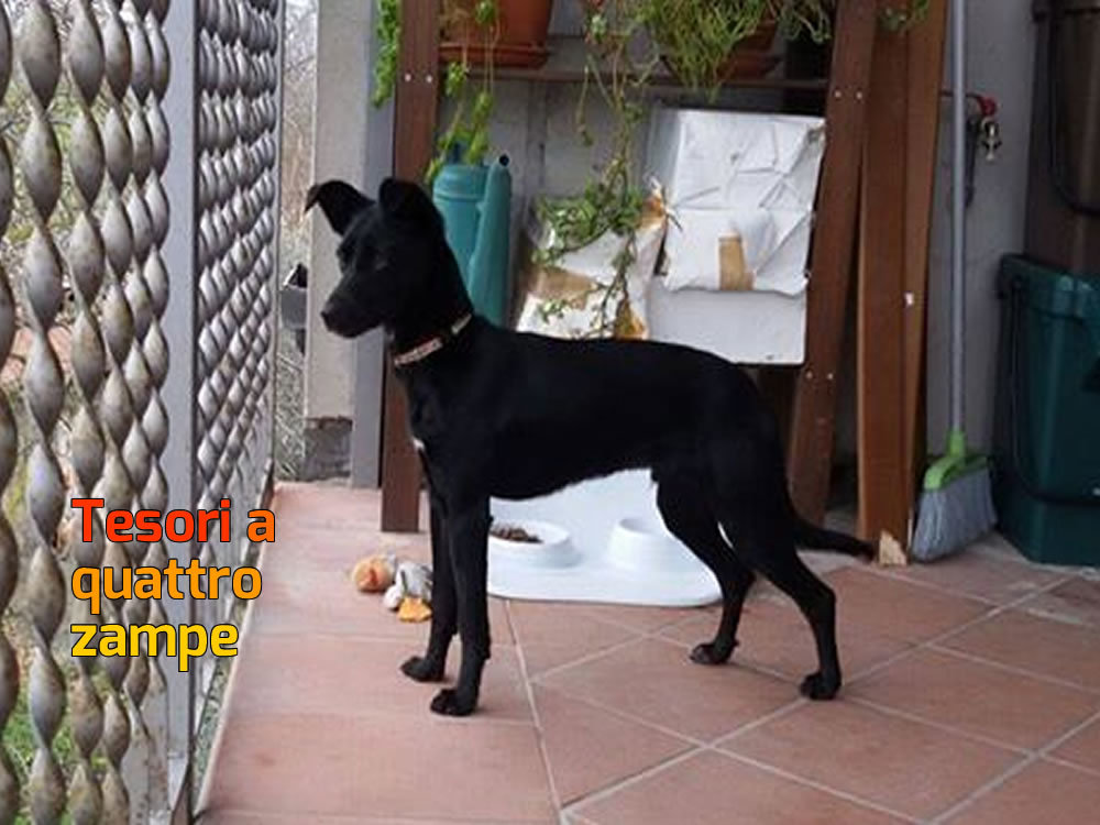 cane_black_adottato_rieti_raffy
